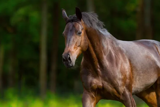 官方客服与VIP服务体验